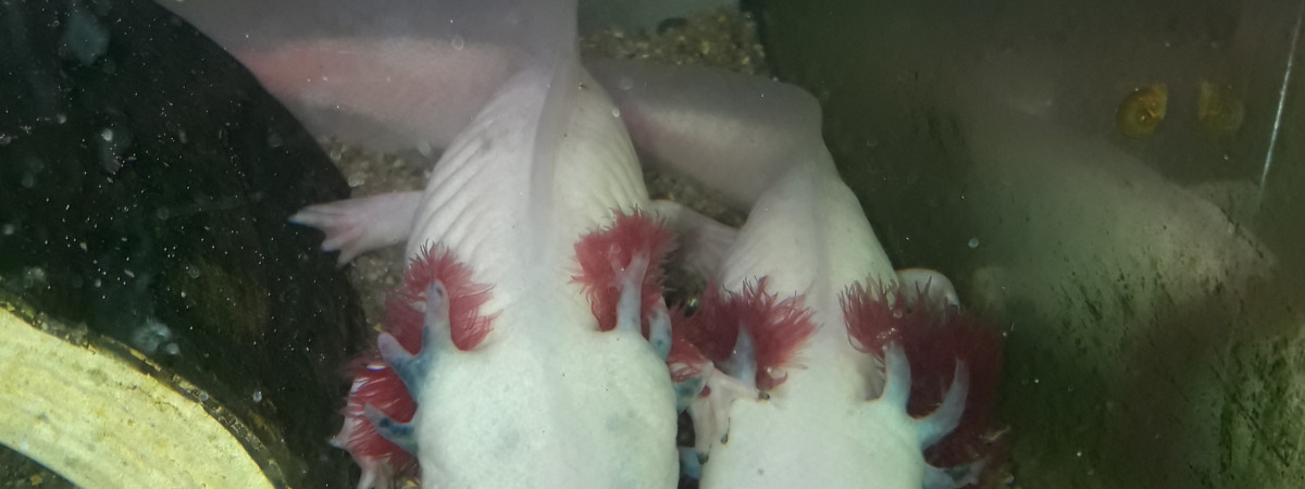 aquarium Axolotls