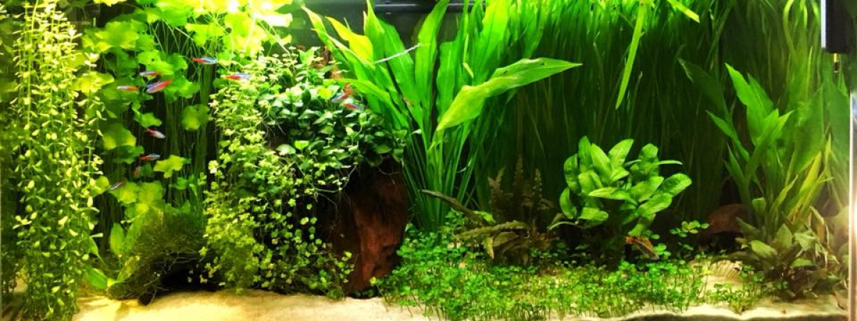 aquarium Bac Amazonien