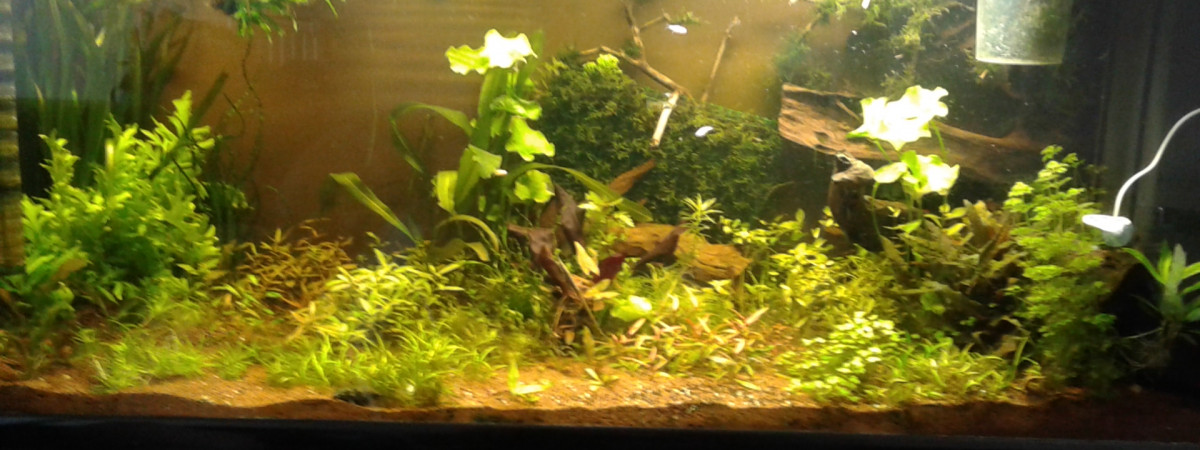 aquarium 450l