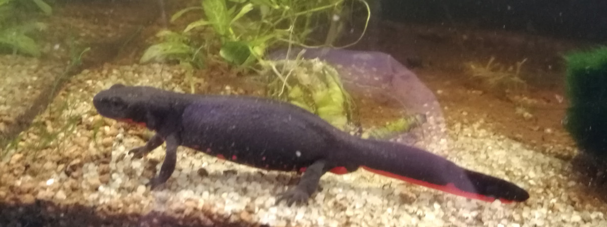 aquarium Aquaterrarium