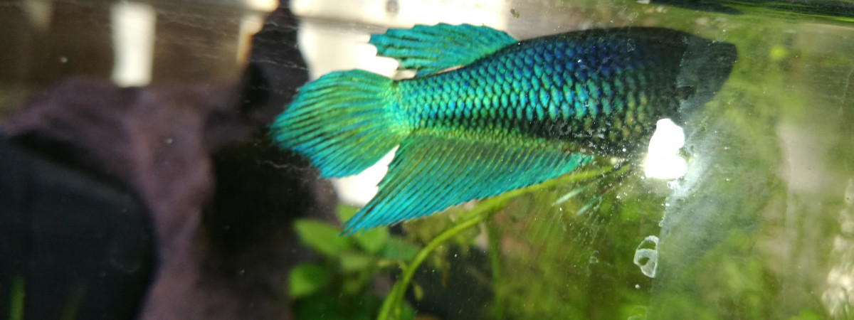 aquarium Blouge