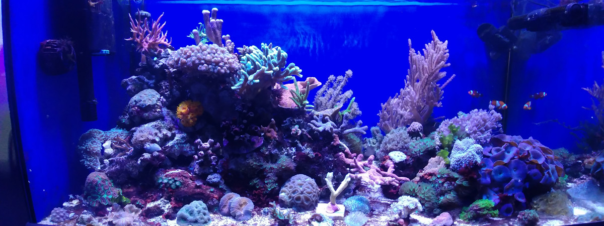 aquarium Eihem 250 récifal