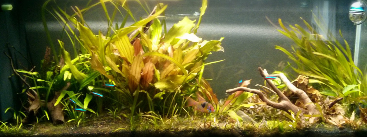 aquarium Amazonien