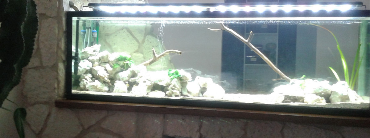 aquarium malawi