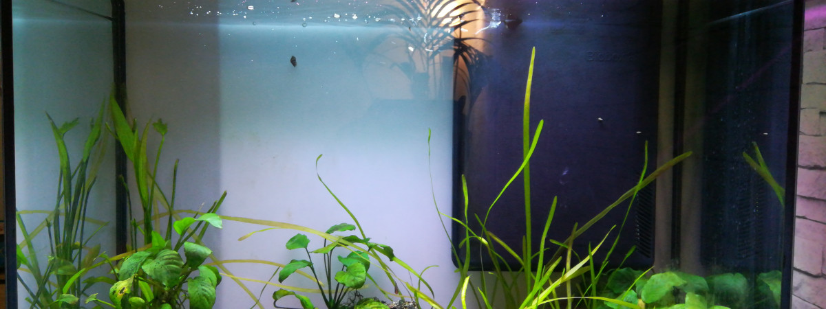 aquarium Aquarium