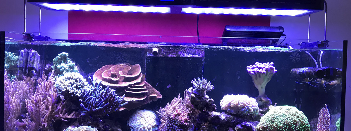 aquarium Reefer 350