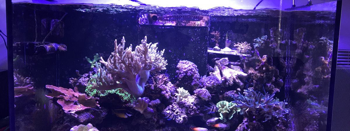 aquarium Reefer 250