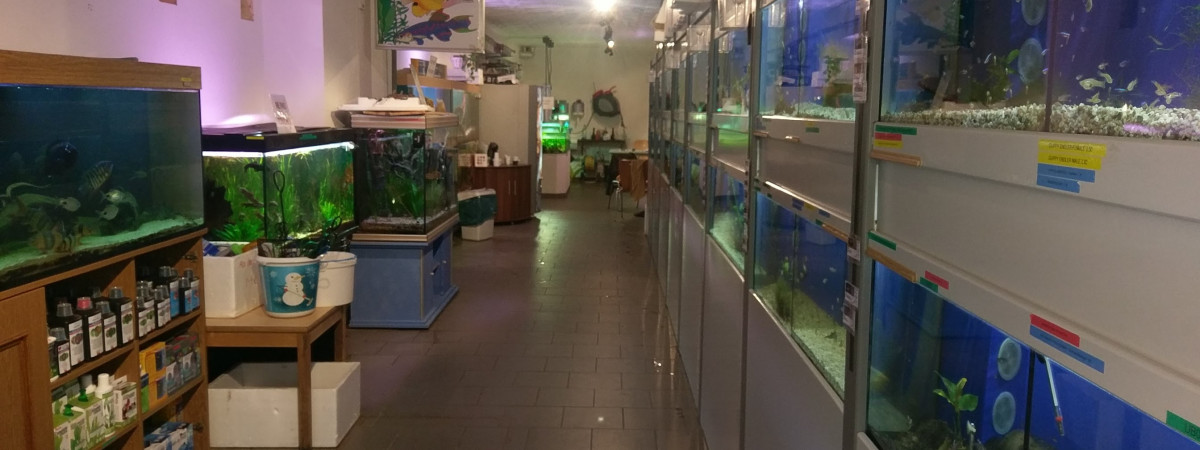 aquarium Shop- aquarium