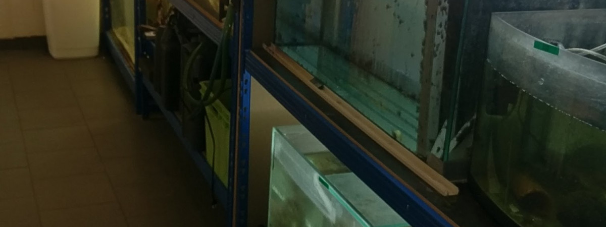aquarium Elevage
