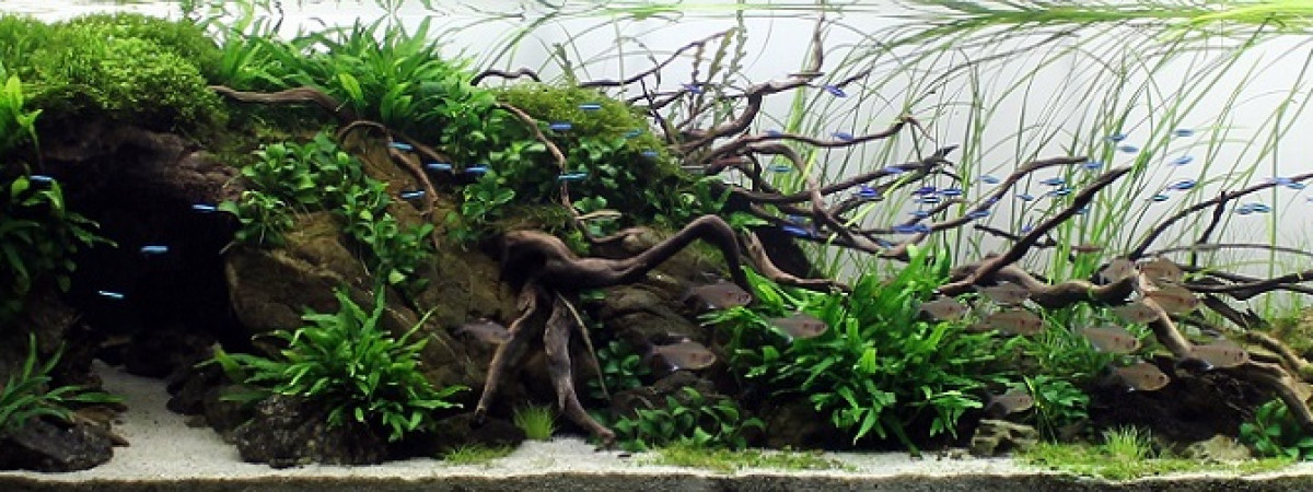 aquarium aquascaping