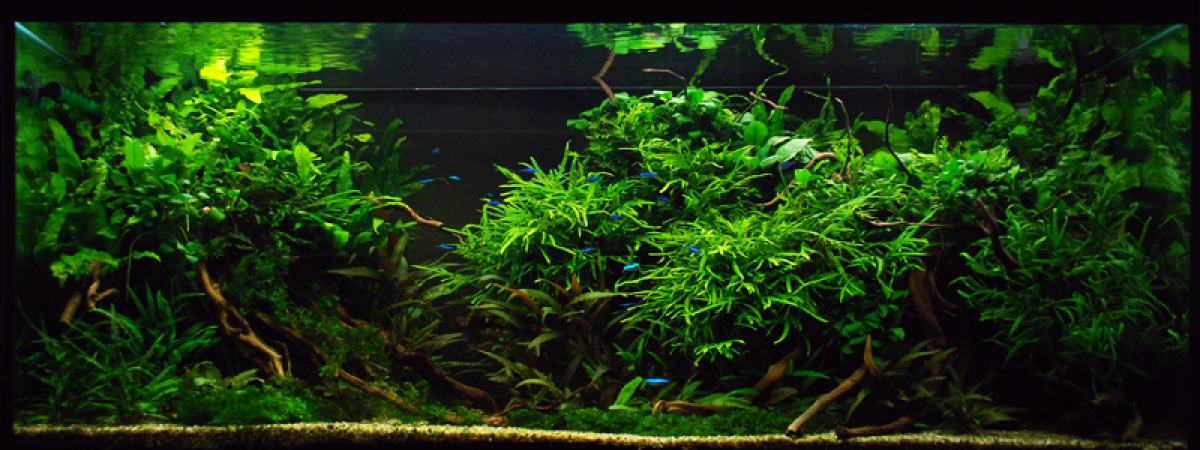 aquarium aquascape