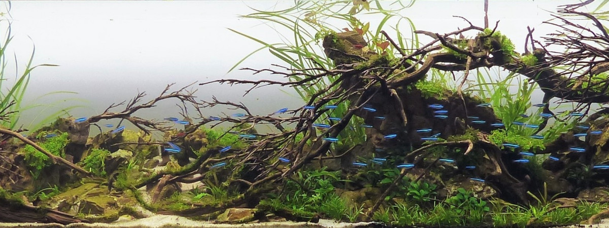 aquarium aqusacpe