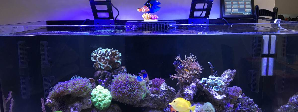 aquarium Aquarium
