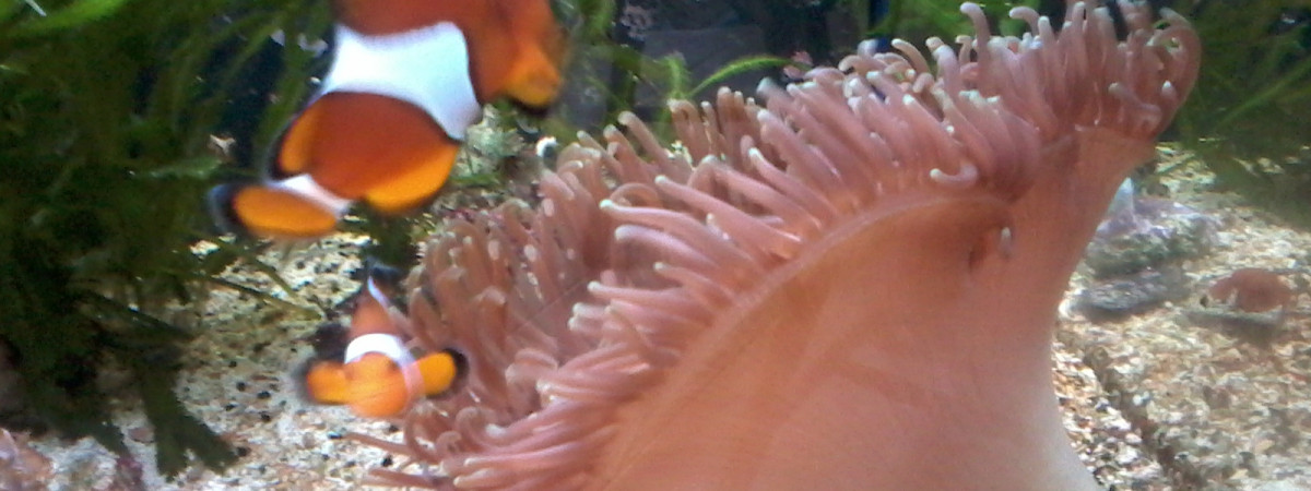 aquarium bac2