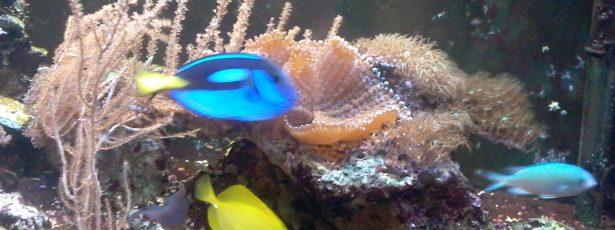 aquarium bac1