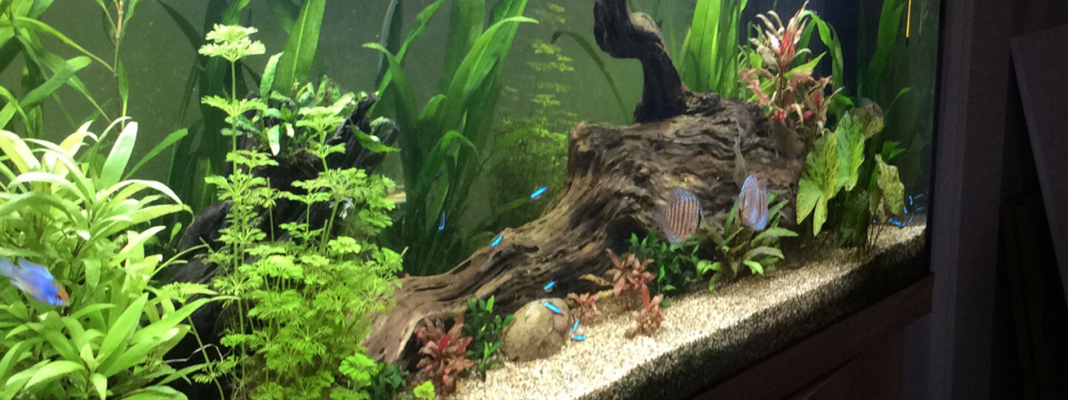 aquarium Amazonien
