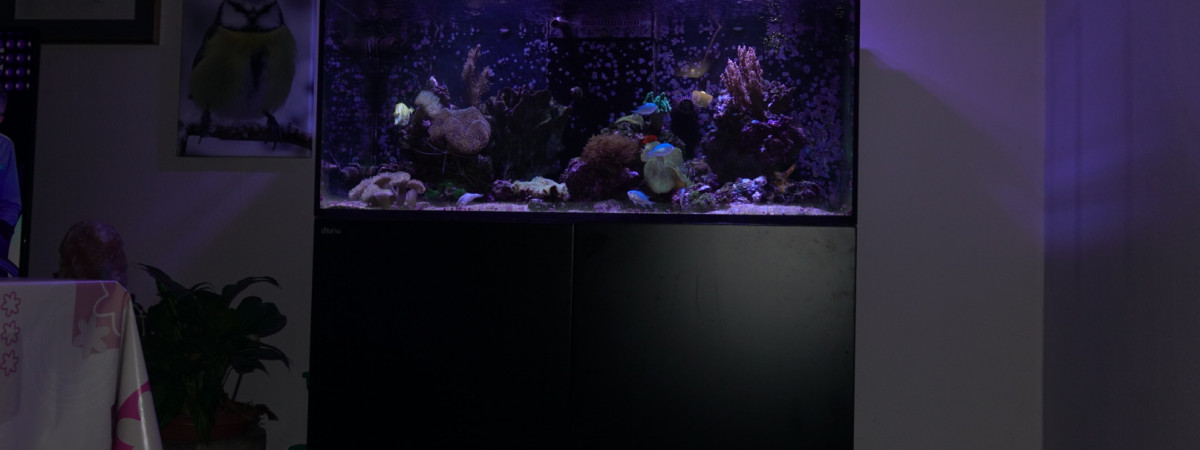 aquarium Salon