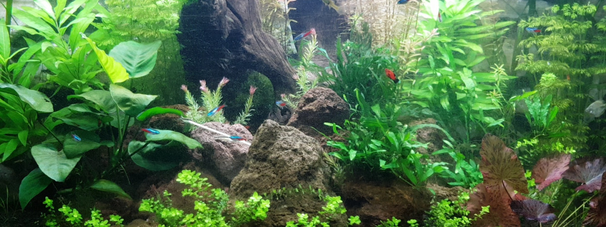 aquarium Jungle communautaire