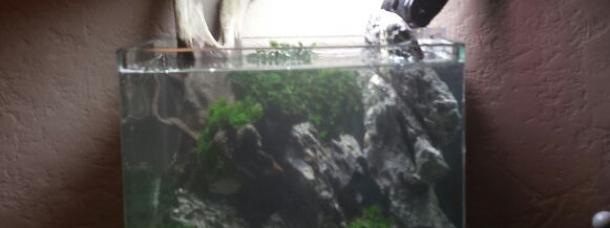aquarium Nano 10l