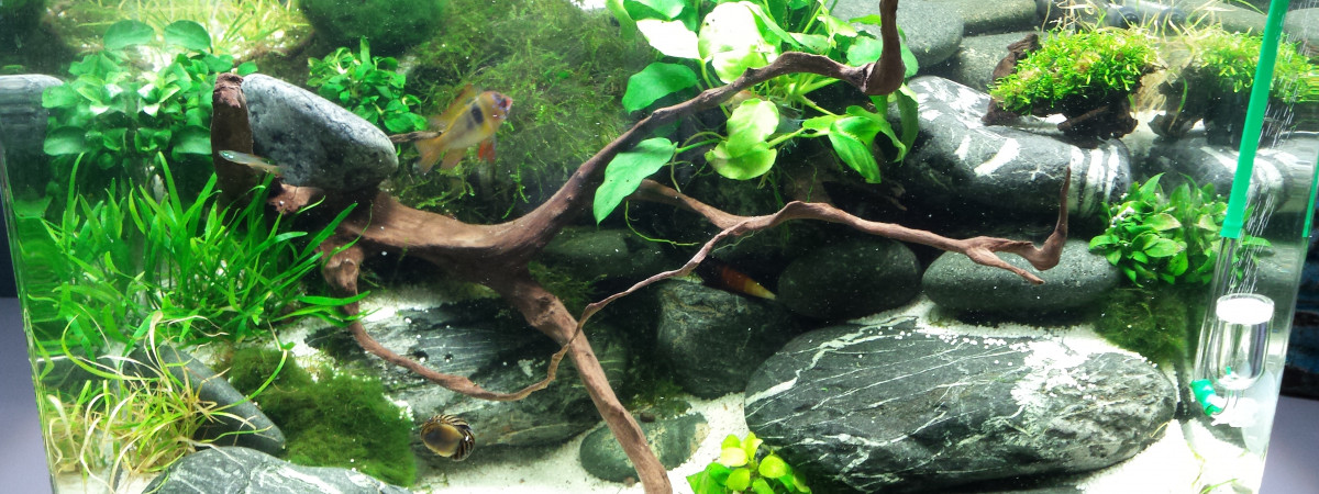 aquarium Nano 60 L
