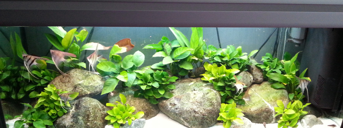 aquarium 240 L