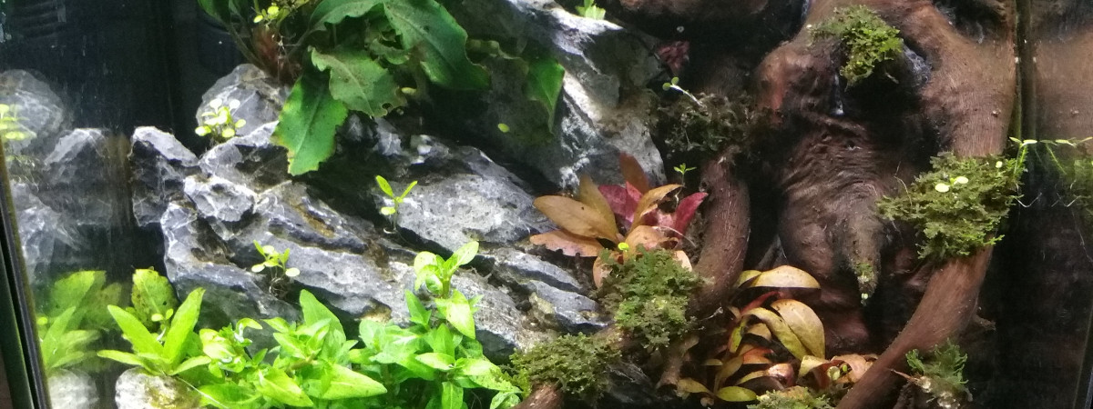 aquarium Nano 10 Litres