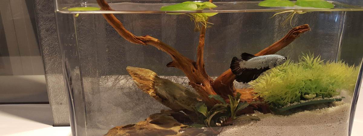 aquarium Pour le bureau