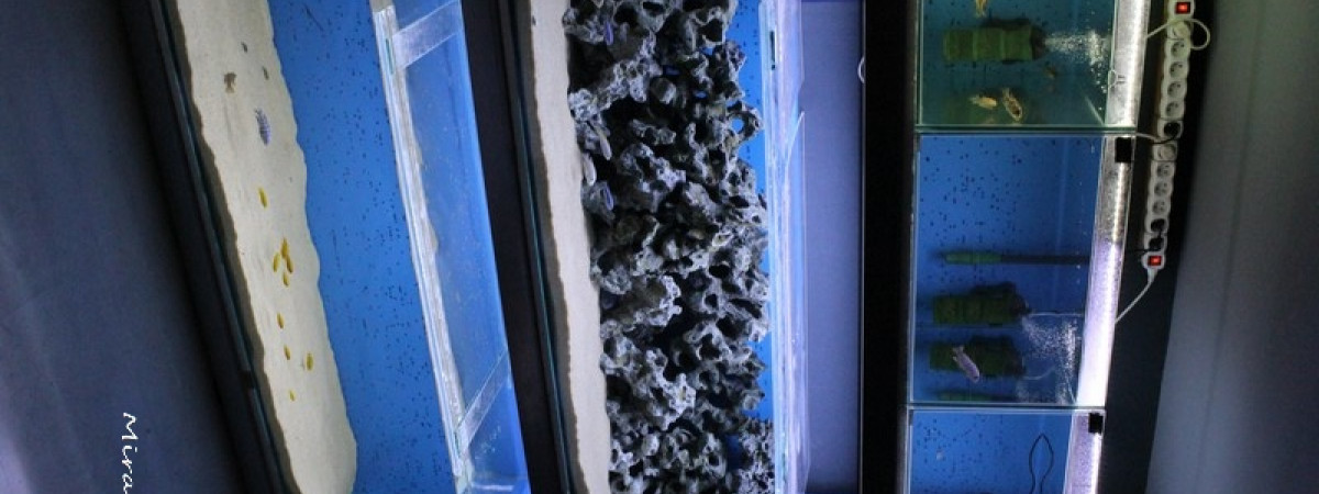 aquarium Batterie 2
