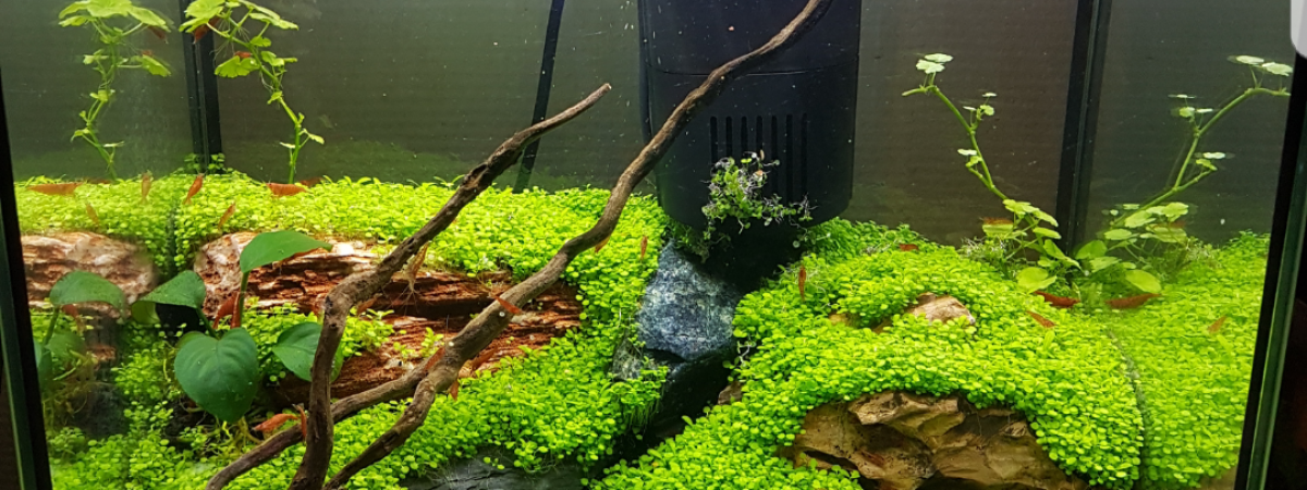 aquarium Nebreda