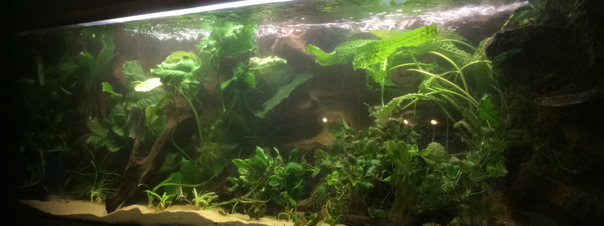 aquarium Afrique 1