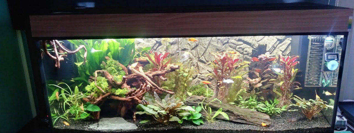 aquarium aquarium salon