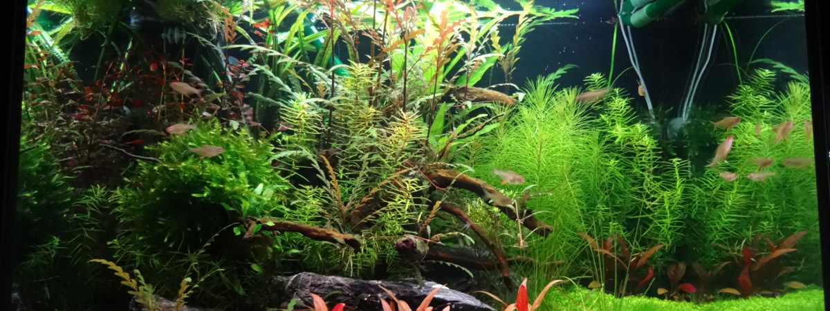 aquarium Nuances
