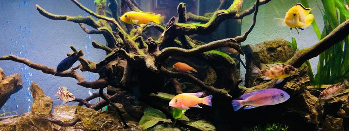 aquarium Cichlidés africains du lac Malawi