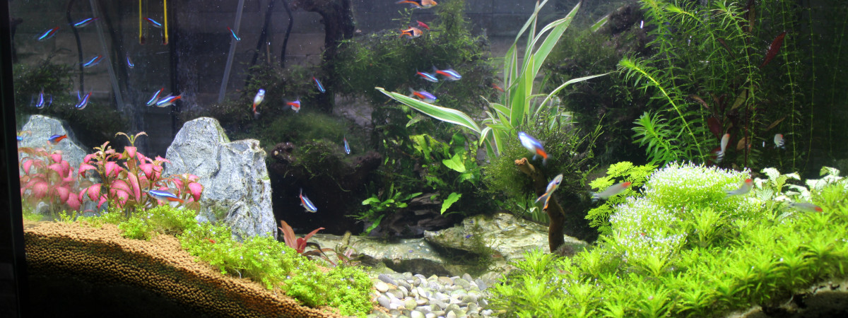 aquarium premier aquascape sans le savoir