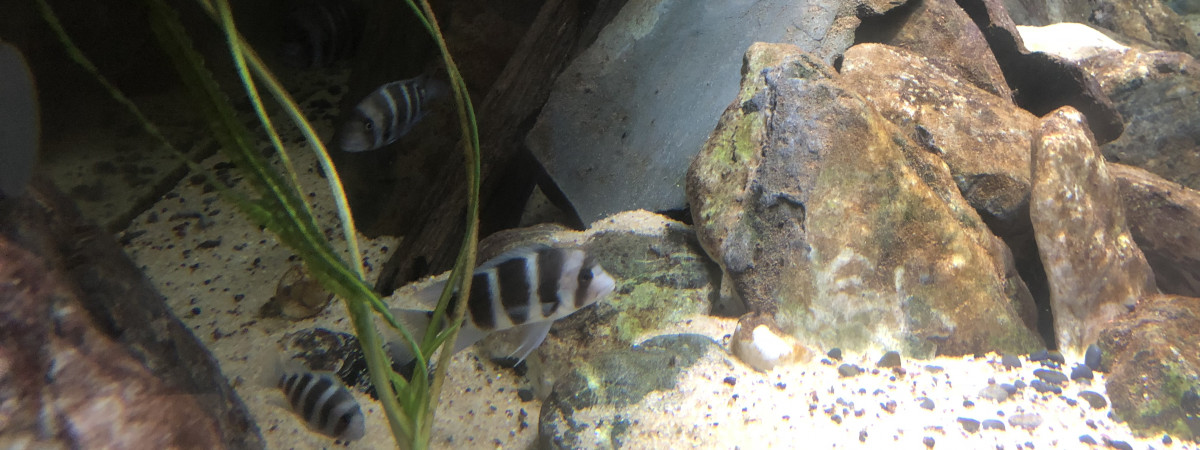 aquarium Tanganyika