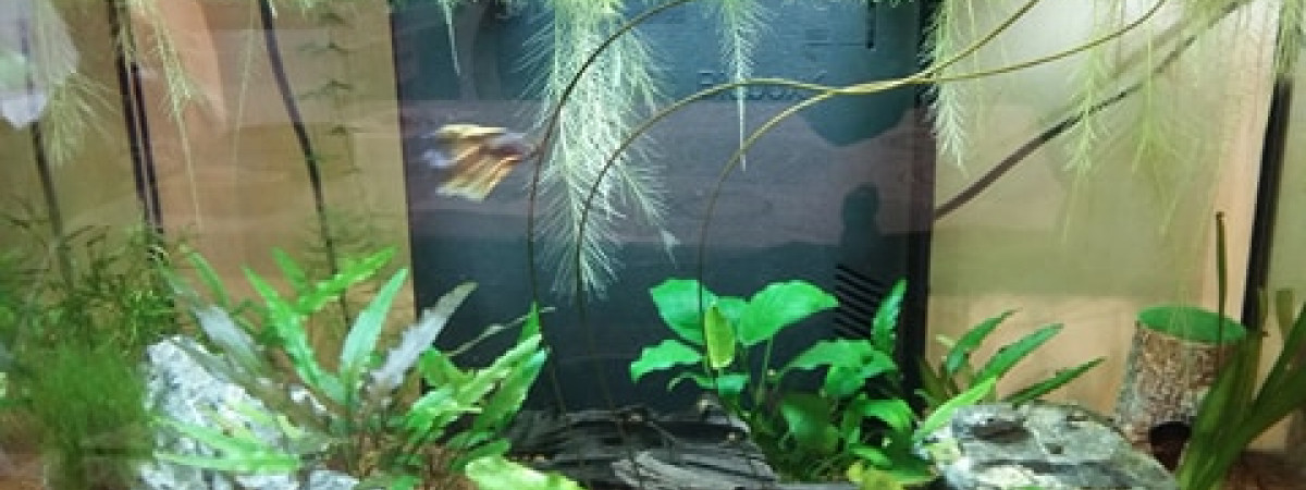 aquarium 60 litres endlers