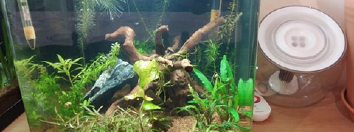 aquarium 30 litres betta
