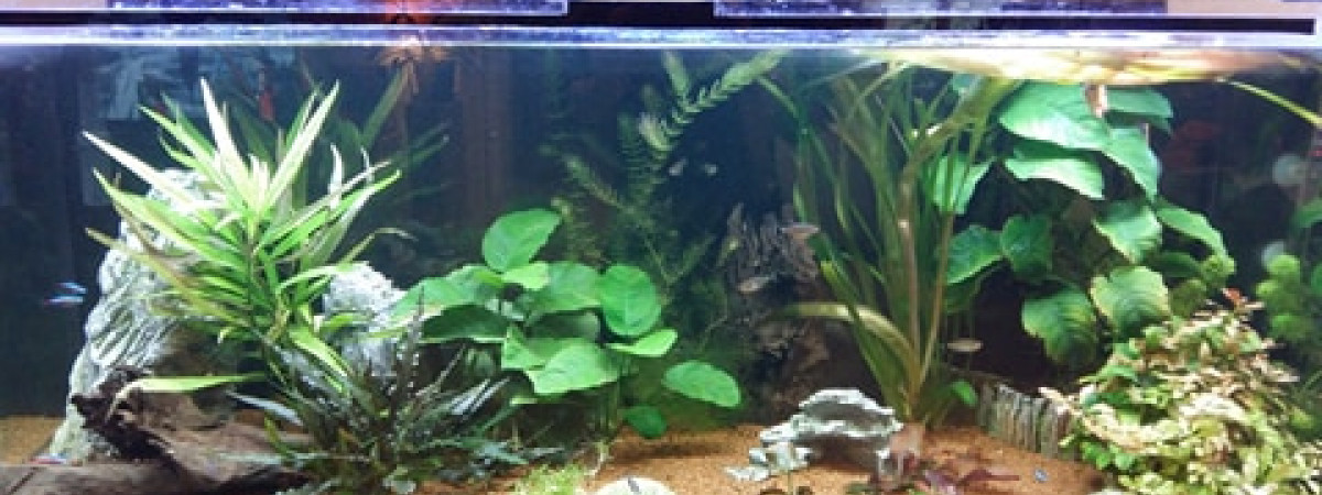 aquarium 300 litres communautaire