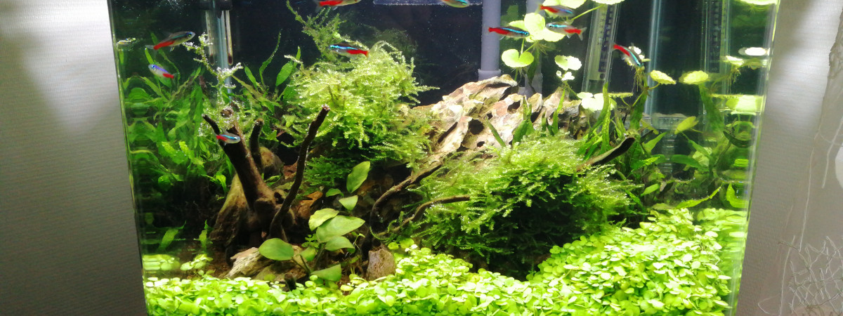 aquarium Dennerle scaper tank 35 litres