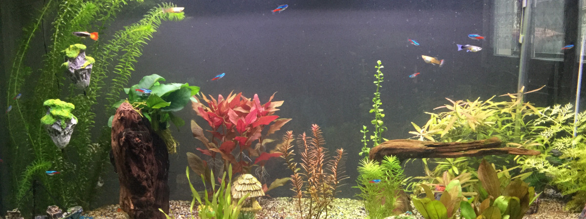 aquarium Aquatof