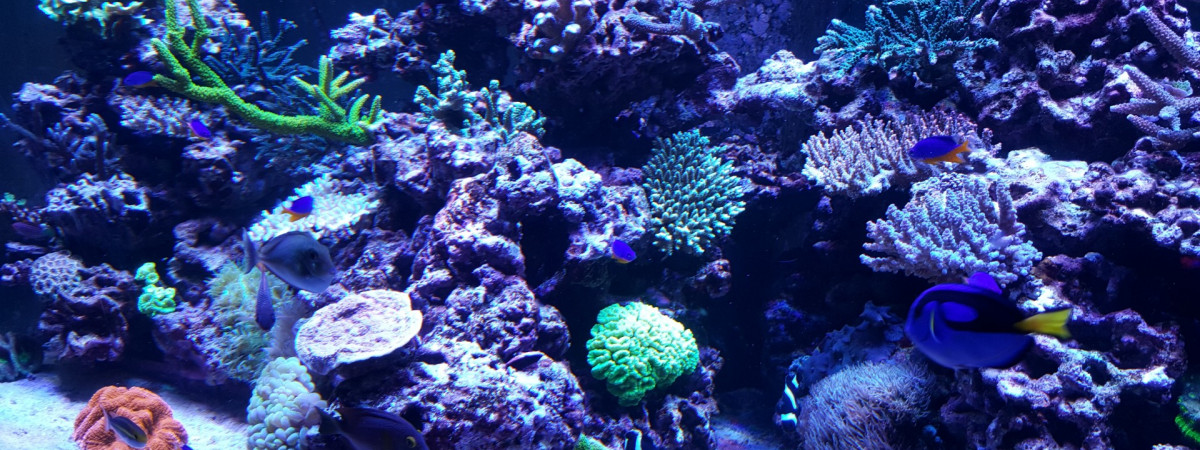 aquarium 2000l