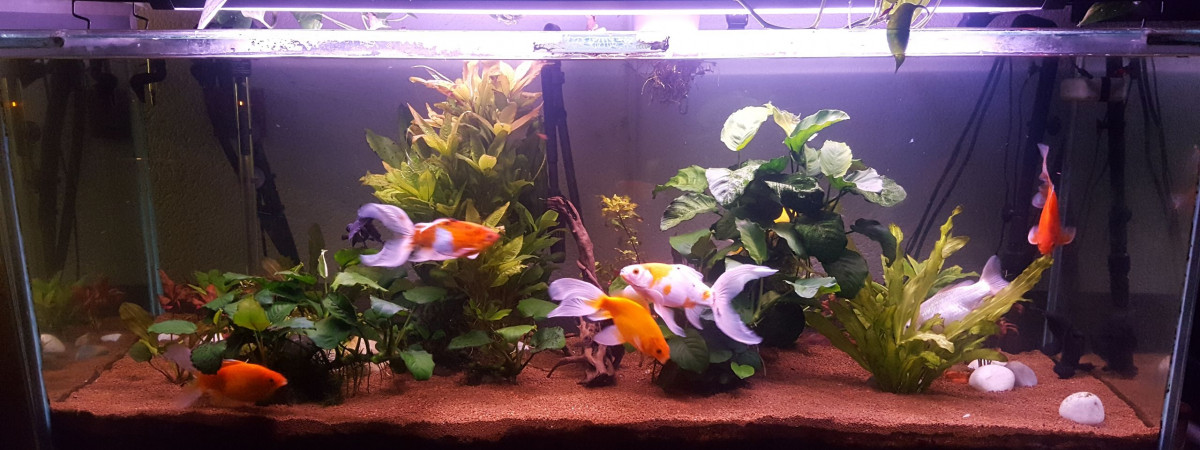 aquarium aquarium eau froide 450 litres