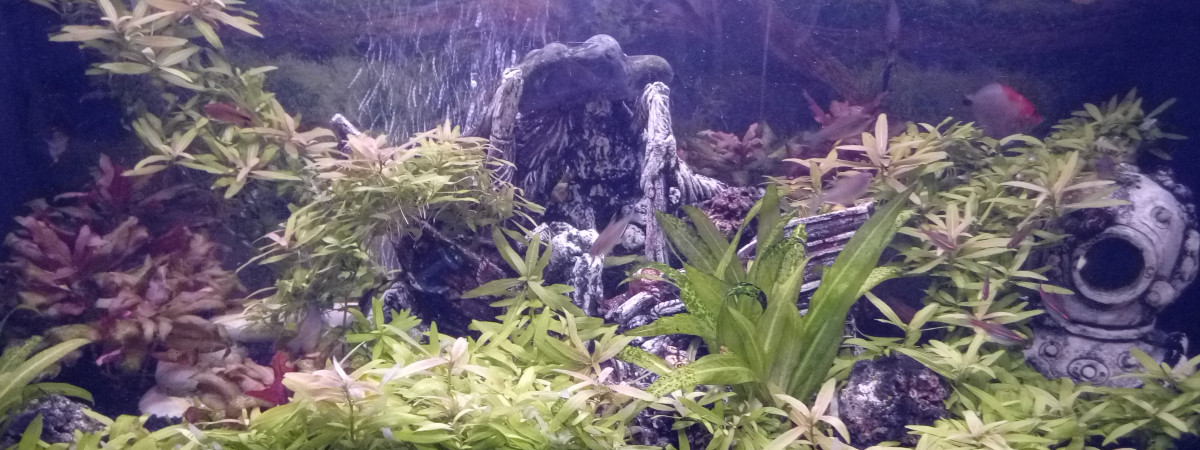 aquarium Jungle aquatique