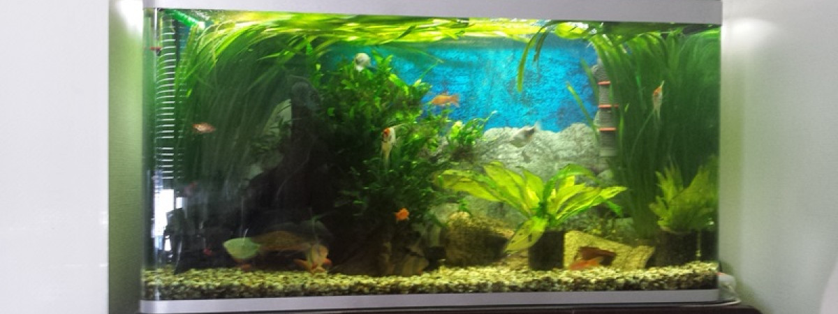 aquarium Jacks tank