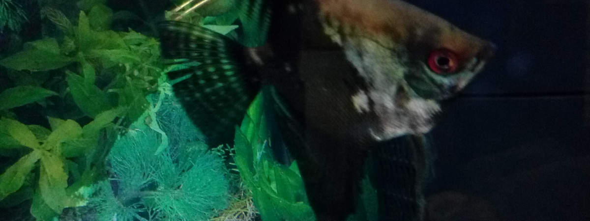 aquarium Tropical eau douce