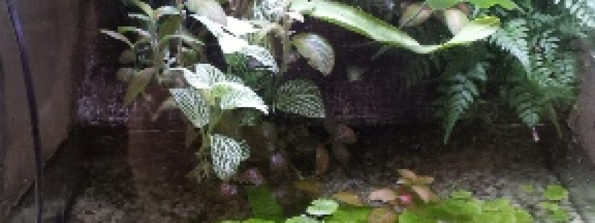 aquarium Paludarium