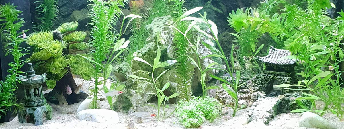 aquarium Aqua Nature