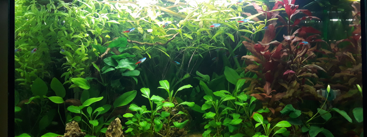 aquarium Biotope amazonien