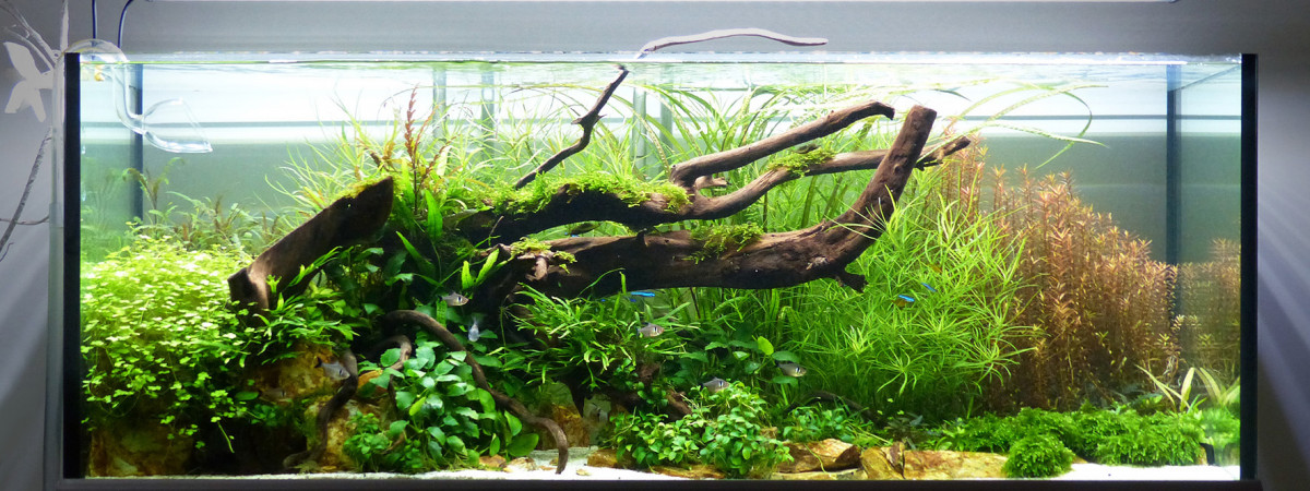 aquarium sud américain