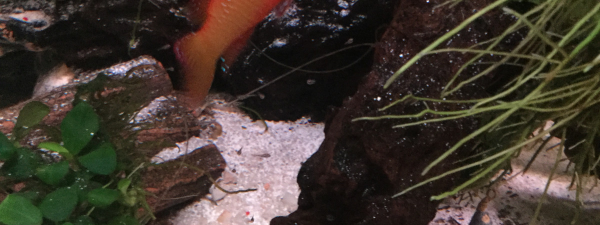 aquarium cichlidés